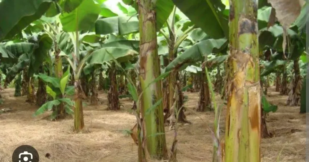 “Arusha 10-Acre Commercial Banana Farm Project” image 4