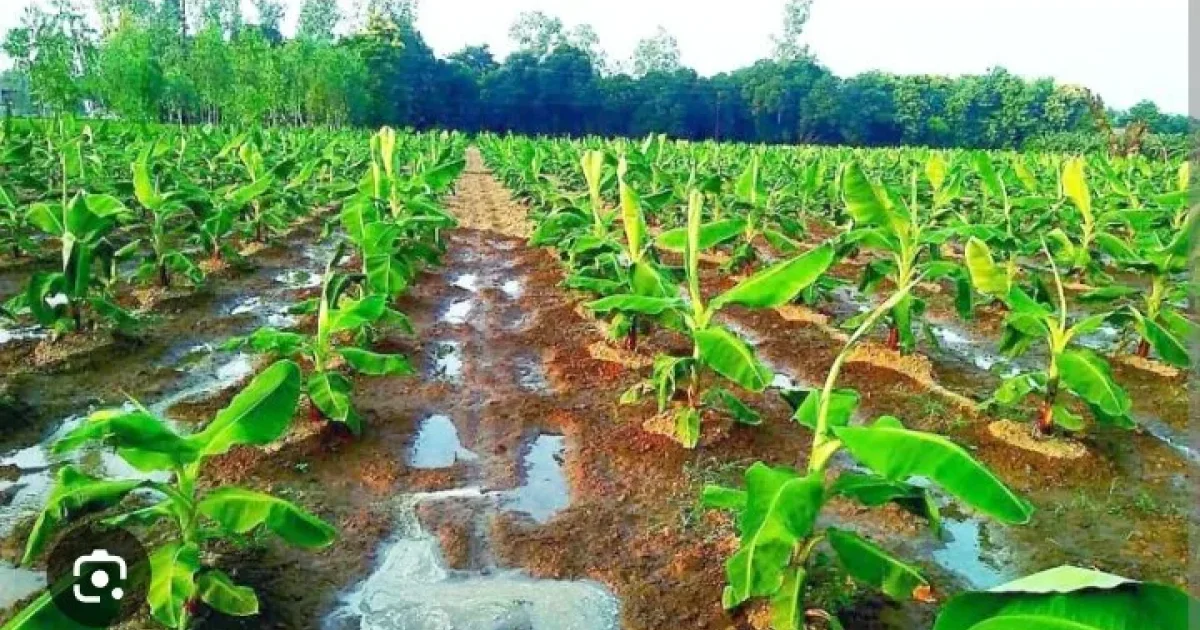 “Arusha 10-Acre Commercial Banana Farm Project” image 6