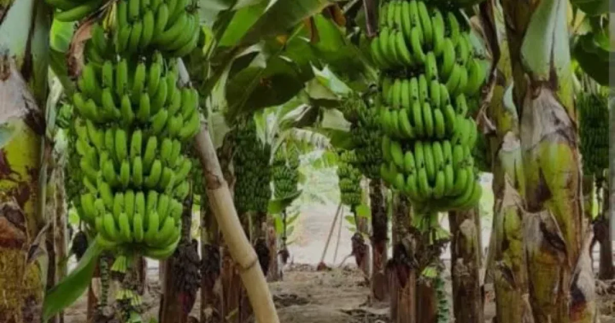 “Arusha 10-Acre Commercial Banana Farm Project” image 5