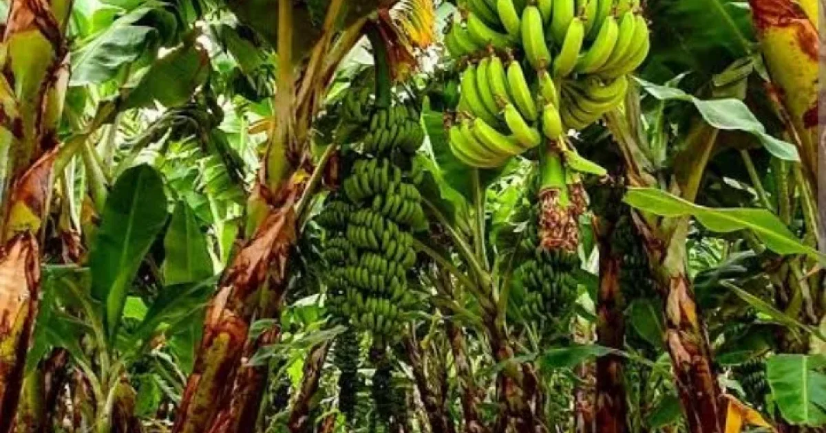 “Arusha 10-Acre Commercial Banana Farm Project” image 7